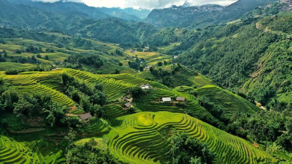 Sapa's rice terrace