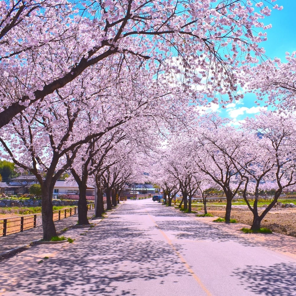 Where To See Cherry Blossoms In Korea 2025: Seoul And Beyond