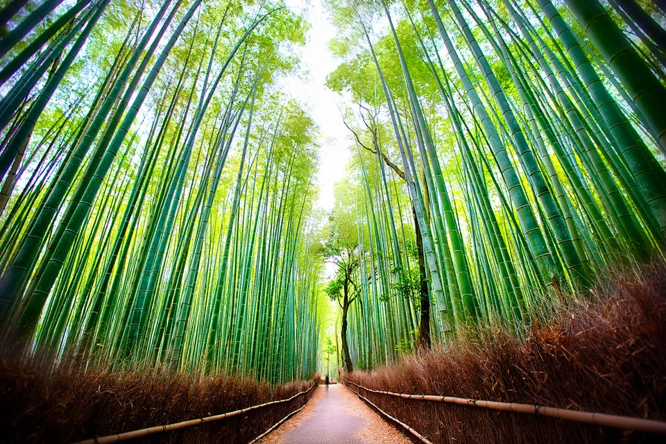 Rừng tre Arashiyama