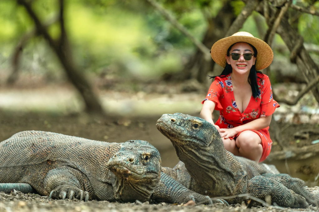 komodo island tour findtourgo