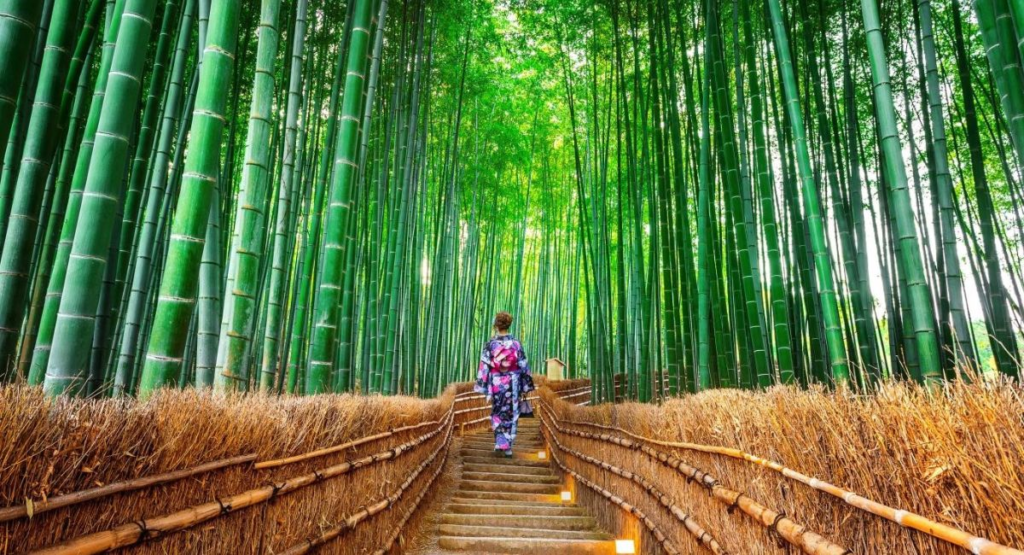 Rừng tre Arashiyama du lịch nhật bản