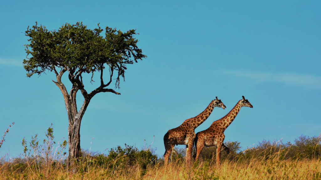 Africa Travel
